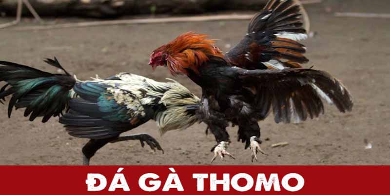 Khám phá Đá gà thomo Dr88 thánh địa đá gà số 1 thị trường