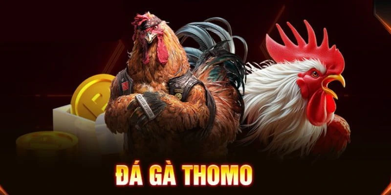 Đá gà thomo Dr88 thánh địa đá gà số 1 thị trường